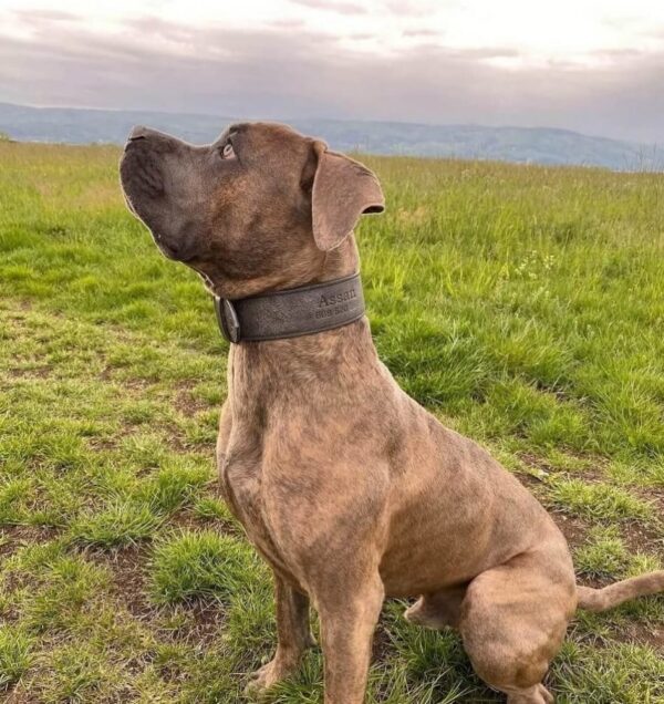 Šedý obojek prošívaný - 0339ba1401a78aeb40ab37380