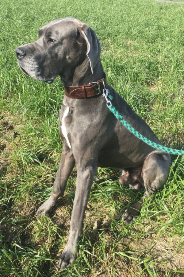 Kožený obojek pro velké psy a obří plemena mahagon - 0512d02389df4c2c13830364b