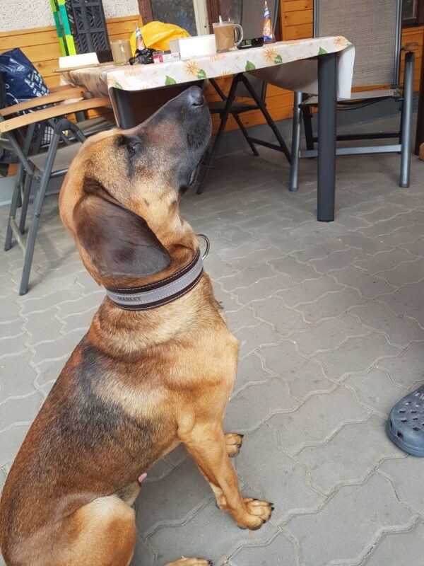 Elegantní obojek Duo Grigiastro - 0b0692373ea754027378e26b2