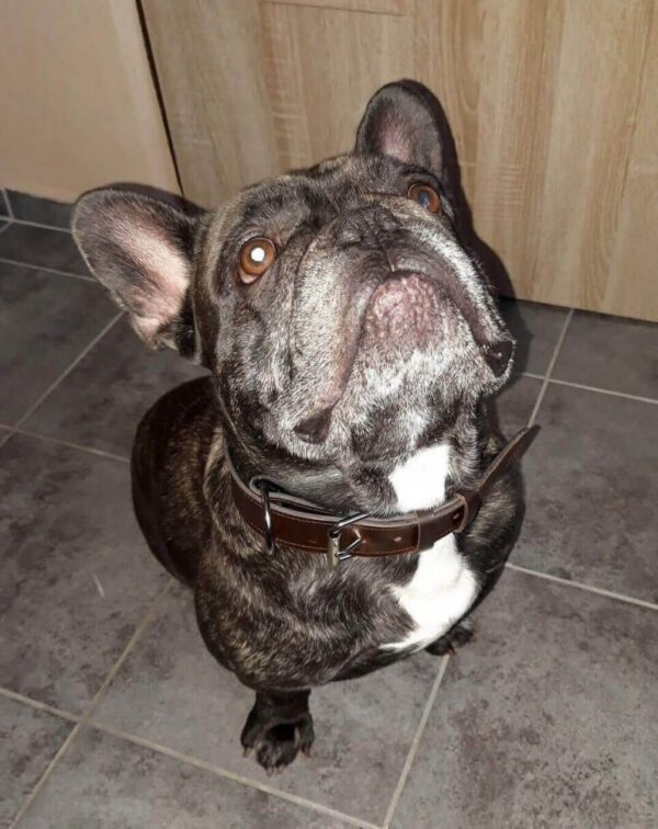 Elegantní obojek tmavý mramor - 0d283bf6f06657c4d5e067297