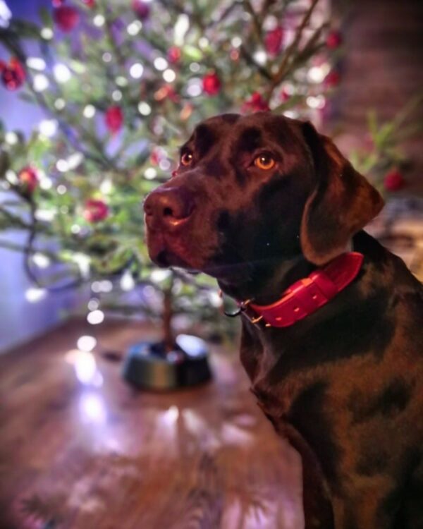 Obojek červený Roso - 13385d0f0aaf165364629cdb5