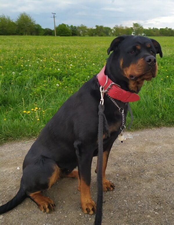 Široký jahodově červený obojek - 137cc30fcf6474ef2dd351b79