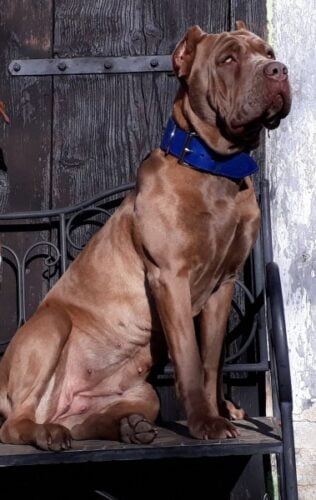 Obojek pro psa oceánová modrá photo review