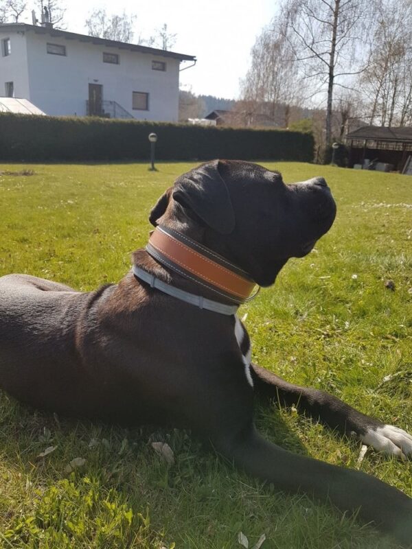 Luxusní kožený obojek Duo Maronero - 16fef6d8e7b67147c7d17eaf4