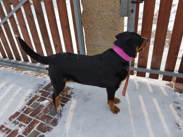 Růžový obojek Uno Rosio - 173faf6153296952ef5786330