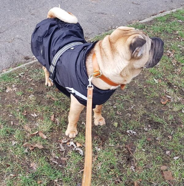 Stahovací obojek pro psy - 1868a0d8f882b2e8c633133f2