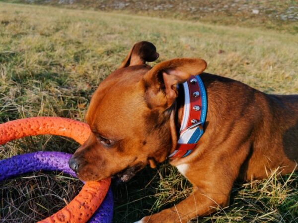 Obojek česká trikolora - 186a3043652dddc6b7210349f