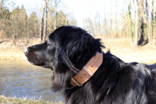 Kožený obojek Uno Luce photo review