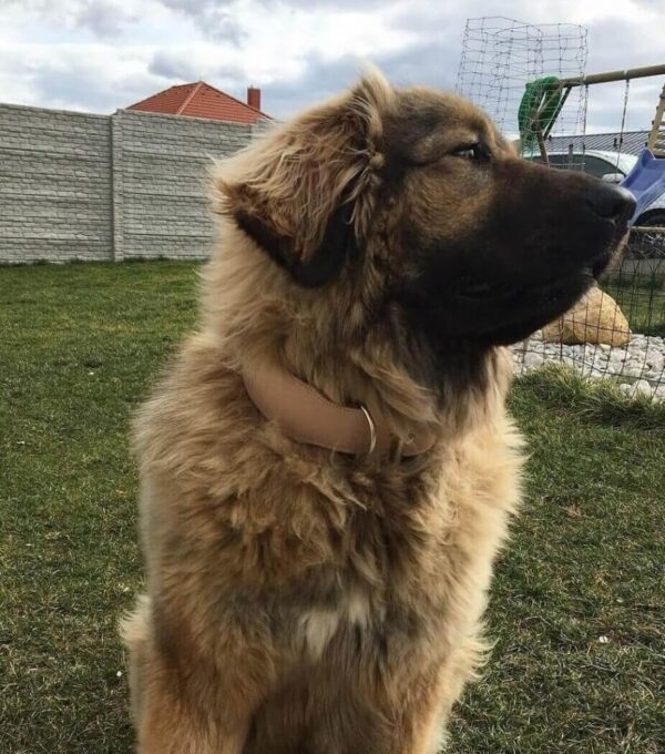 Psí obojek starorůžová - 1df4e39c4660787b2b70c27f1