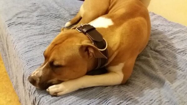 Kožený stahovací obojek Extra Primova - 22f8c049971e7b1669f8bbcb9