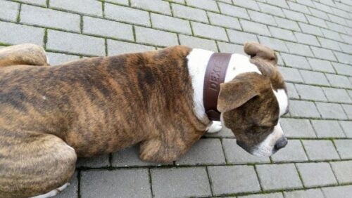 Hnědý kožený obojek Uno Maruro photo review