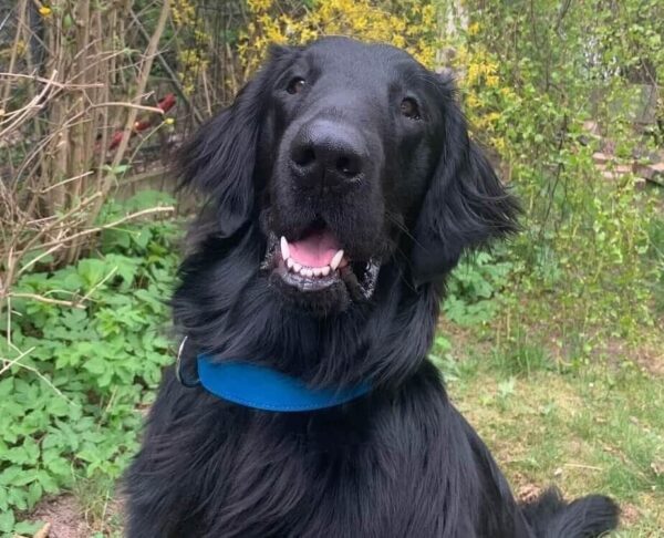 Kožený modrý obojek Uno Ciana - 2a43de49d0280340376ba2392