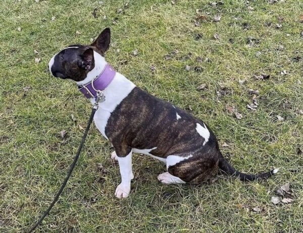 Široký obojek fialový - 2eacff4709f9d1f85027bbd82