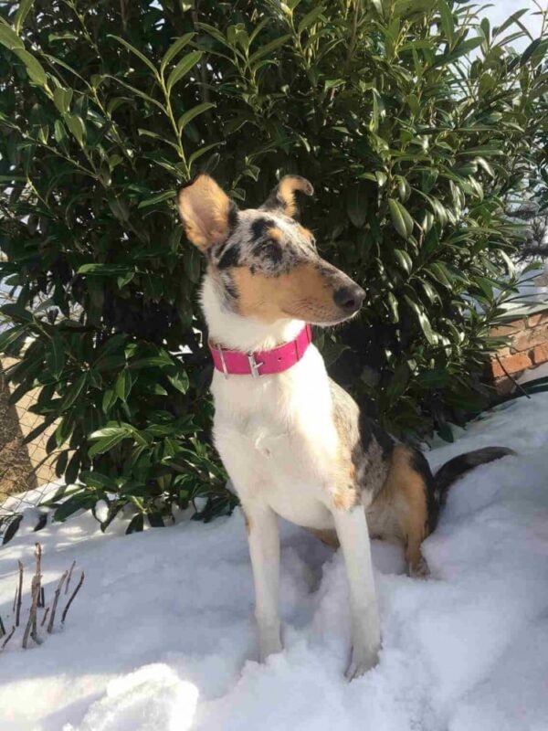 Růžový obojek Uno Rosio - 316d9841b5d24864ef6a38a27