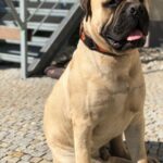 Luxusní kožený obojek Duo Maronero photo review