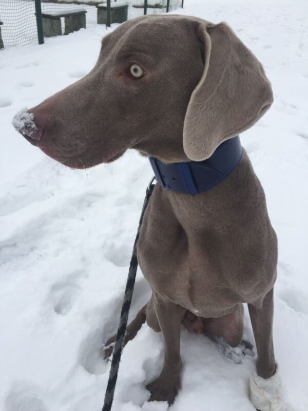 Obojek pro psa oceánová modrá - 32f9c44d5968b364294432460