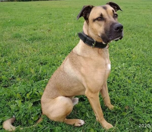 Kožený obojek černý Uno Scuro - 35ccdad93314f9f0de33d9812