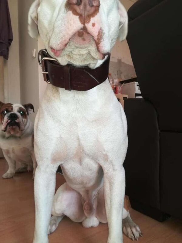 Kožený obojek pro velké psy a obří plemena mahagon - 3748aa572b75d8cdd3317d29a