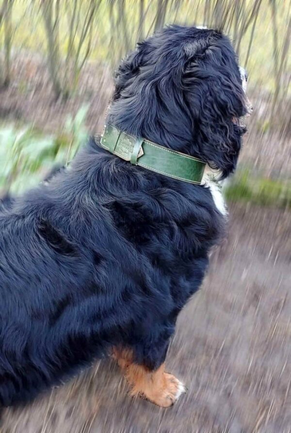 Polostahovací martingale obojek pro psa - 3d0620f0e4ba4cc182f060740