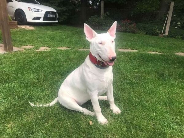 Široký jahodově červený obojek - 3d274df340c9b3f167c2defdb