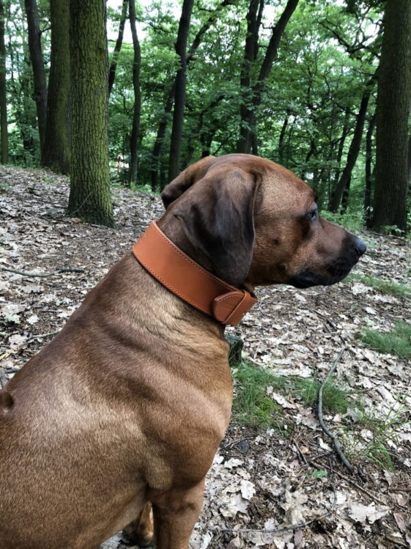 Kožený obojek Uno Brastro světle hnědý - 40b98ebf714a992616c11e379