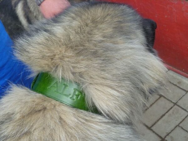 Obojek zelený mechový - 42865b8aaebb933cc31c9bde2