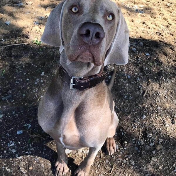 Polostahovací martingale obojek pro psa - 4a28c95fe532776cc42e4fdb0