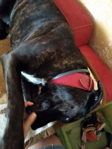 Široký jahodově červený obojek photo review