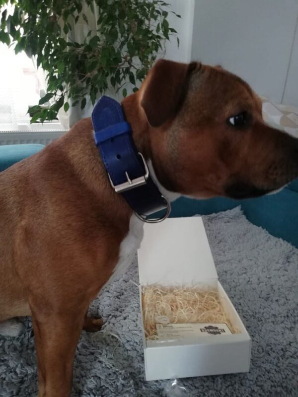 Obojek pro psa oceánová modrá - 4c7228dea4c75ba79542a7df2