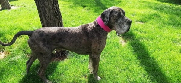 Růžový obojek Uno Rosio - 4cac7aab08668ea8975cb0a22