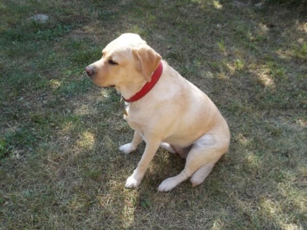 Obojek červený Roso - 4ed8a67dd6196526440439ee8