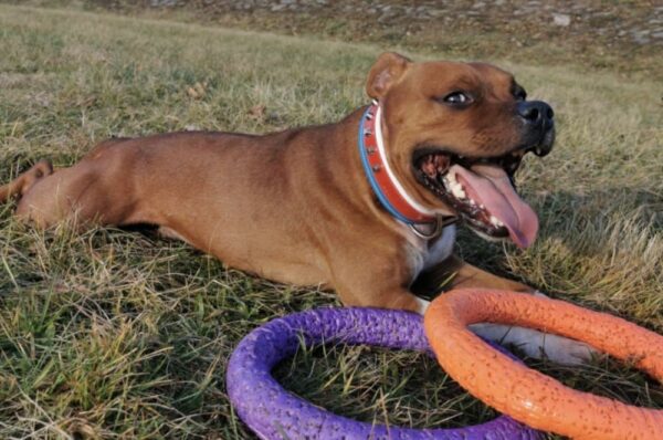 Obojek česká trikolora - 4ef18fe5dd726a0d39279fbff