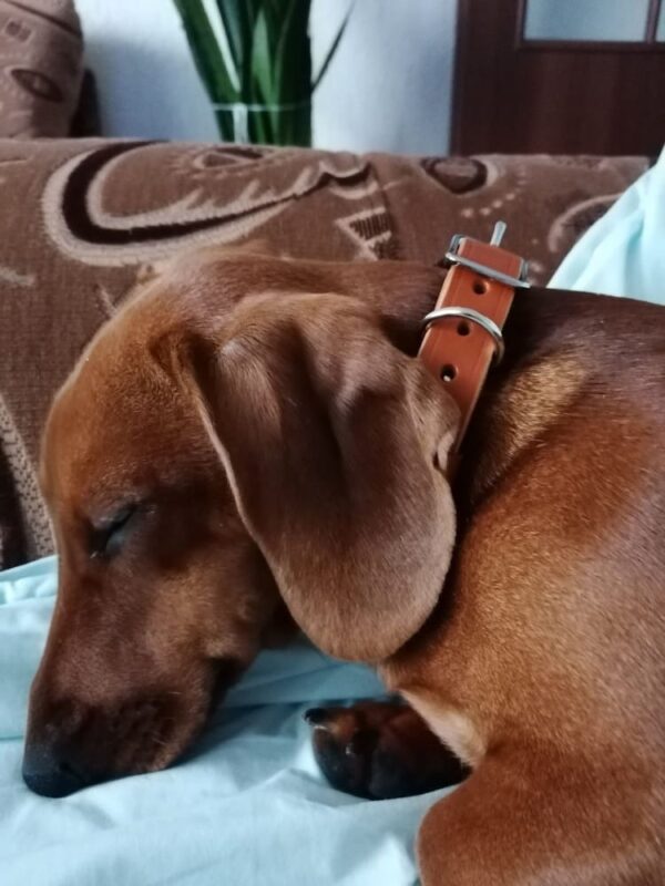 Kožený obojek 2 cm nýtovaný - 4efde05c54fa321ff1ab18833 1