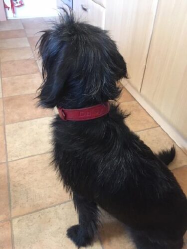 Obojek červený Roso photo review