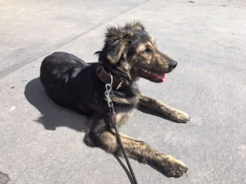 Hnědý kožený obojek Uno Maruro photo review