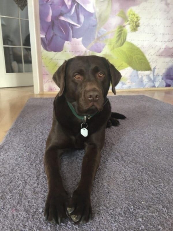 Kožený obojek zelený Uno Verdi - 559d6bbbc0661cbc37f616ca0