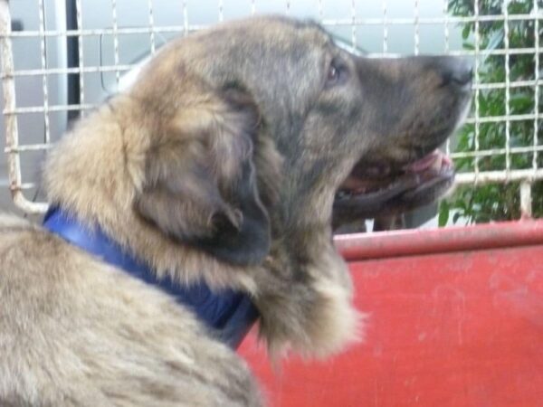 Obojek pro psa oceánová modrá - 5d7b402a1da8ac0dd1fea7942