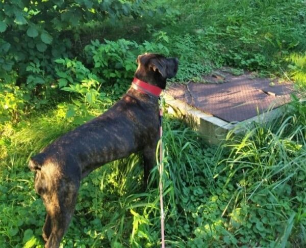 Široký jahodově červený obojek - 5e688fb5bdc0ee0fc8bb9a132