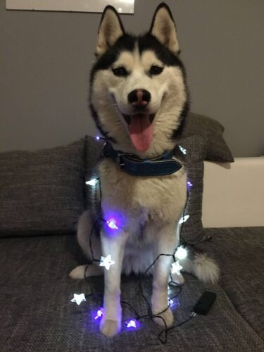 Kožený modrý obojek Uno Ciana photo review