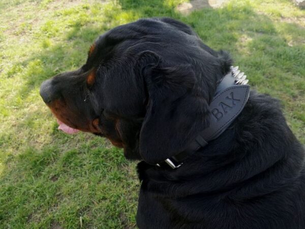 Ostnatý obojek - 62e12bfd9cd905112728d71dd