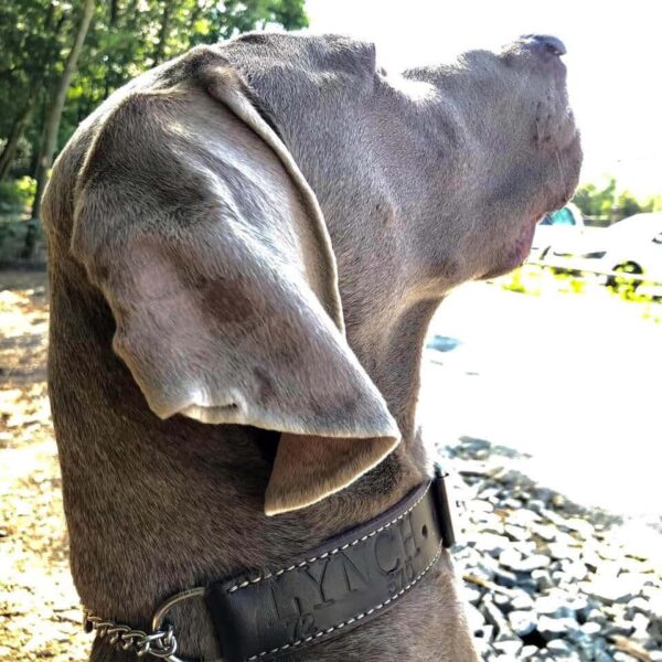 Polostahovací martingale obojek pro psa - 664a1c0b6293bd03de11a62281