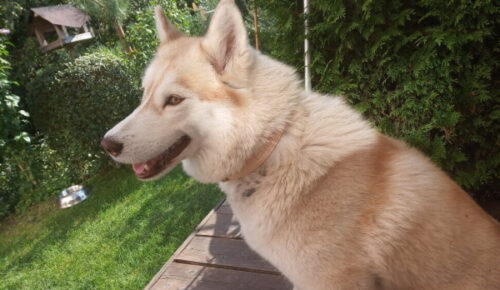 Kožený obojek Uno Luce photo review