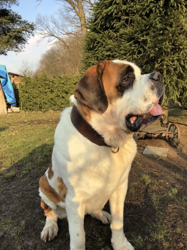 Kožený obojek pro velké psy a obří plemena mahagon - 6aced313e5fb32e773fc6beeb