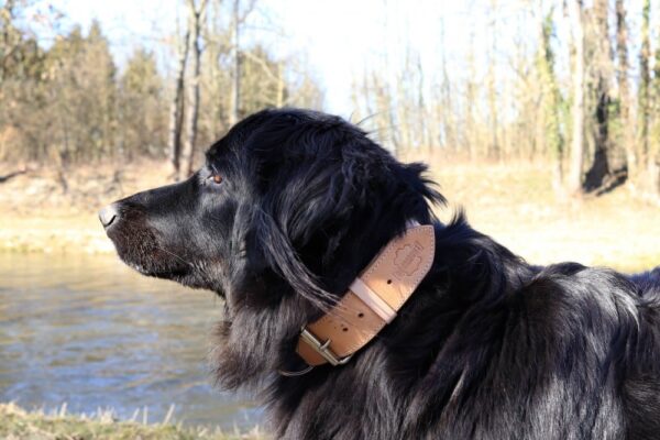 Kožený obojek Uno Luce - 6be8606cf81fcdb72deb34582