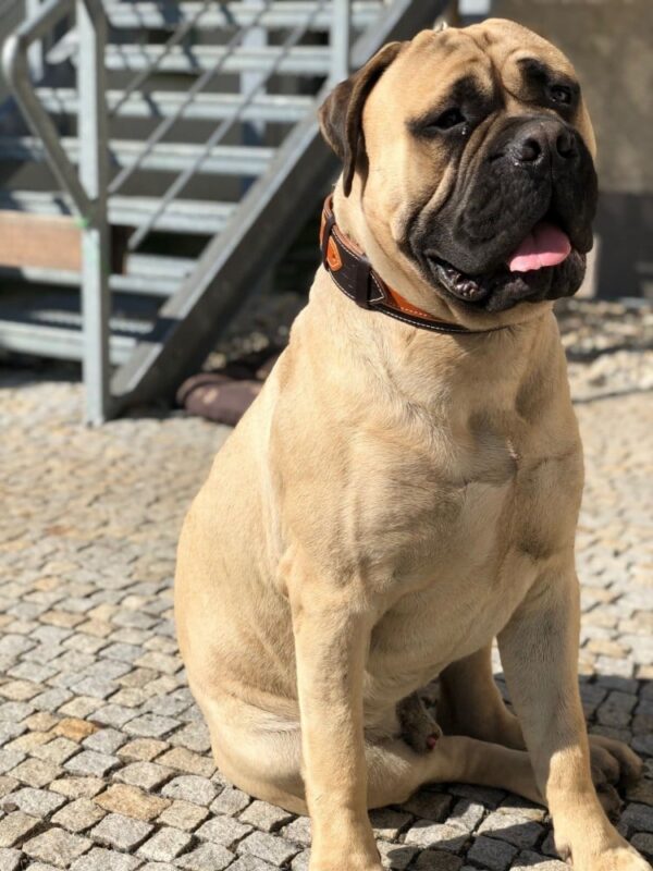 Luxusní kožený obojek Duo Maronero - 704cb698b9710fab8e3e35e4a