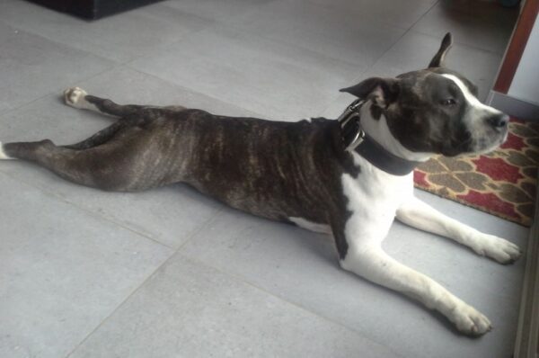 Kožený stahovací obojek Extra Primova - 7116c9ac848e547c8bb7e53fb