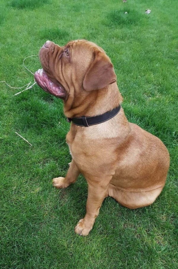 Hnědý kožený obojek Uno Maruro - 734c34b82c67aa765fef615fa