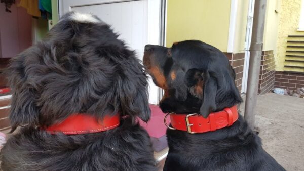 Obojek červený Roso - 752e874c8d2c5ba87809e7aab