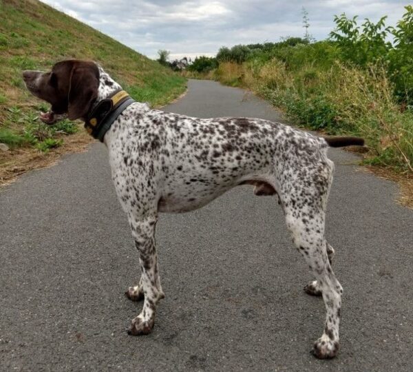 Obojek kožený hnědožlutý - 7573d17ce1c2dae160b3373d8 Obojek kožený hnědožlutý - 7573d17ce1c2dae160b3373d8