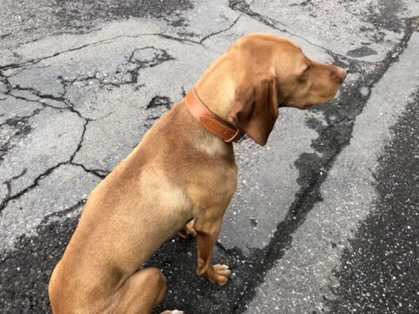 Kožený obojek Uno Brastro světle hnědý - 844758b7dc2e4ae4077f9bfa8